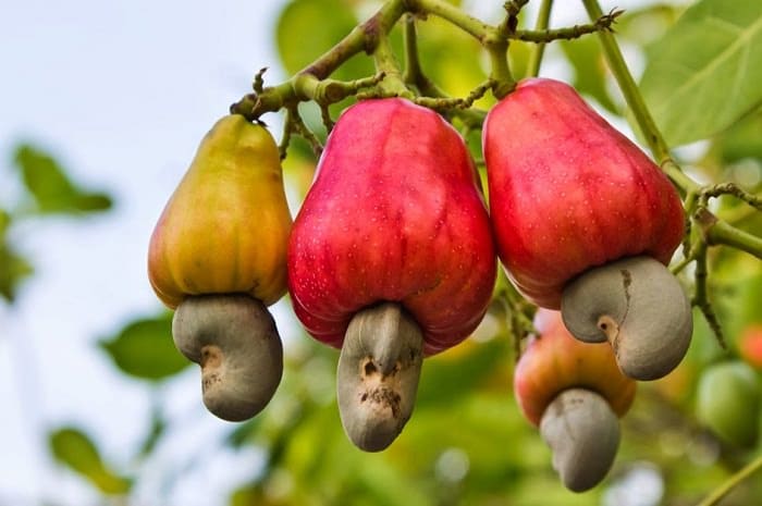 cashewnutefgrafted1_700x465.jpg